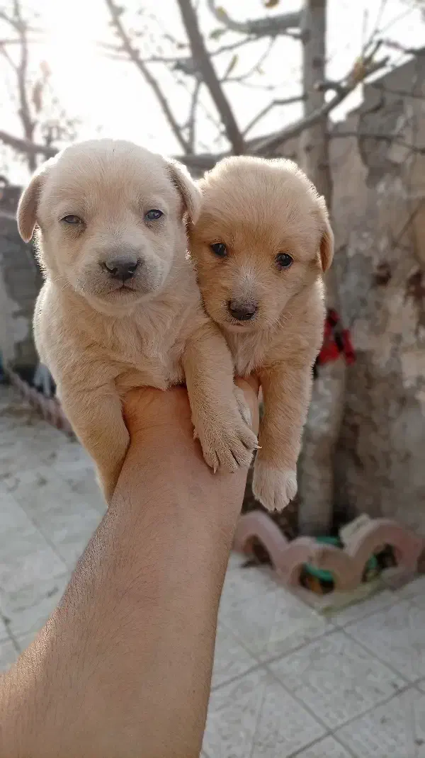 پامر اشپیتز|سگ|مشگین شهر, |دیوار