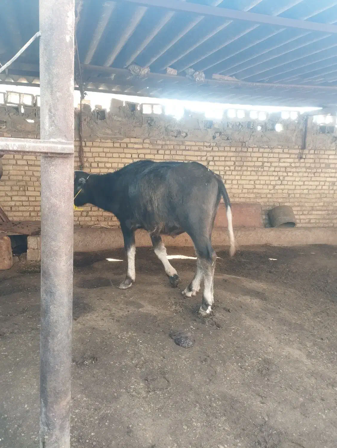 گاومیش نر|حیوانات مزرعه|حمیدیه, |دیوار