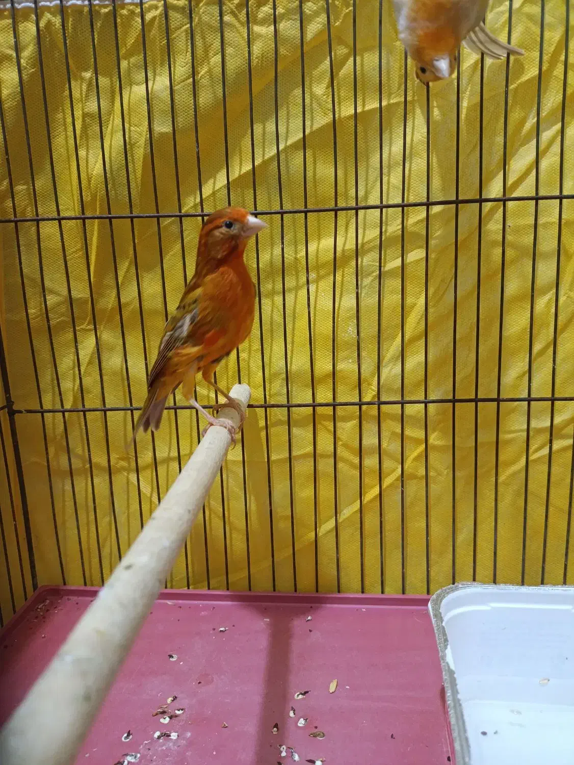 قناری ماده آماده عطیقه|پرنده|شیراز, مسلم|دیوار