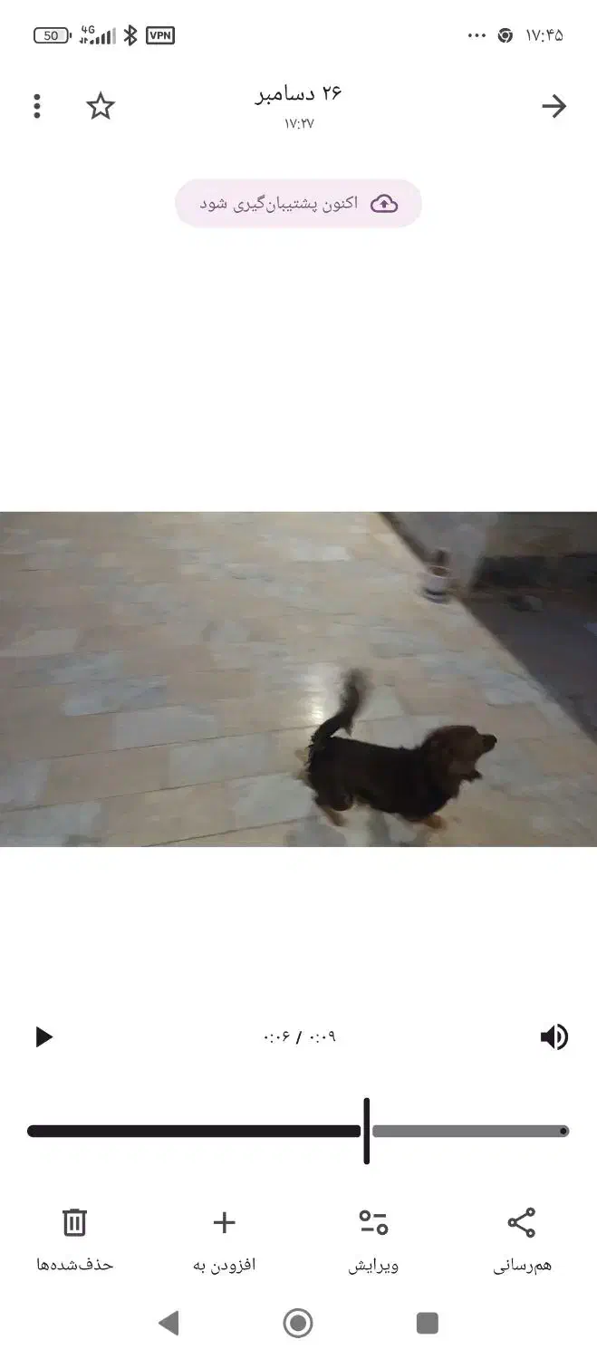 سگ سگ|سگ|شیراز, حومه شیراز|دیوار