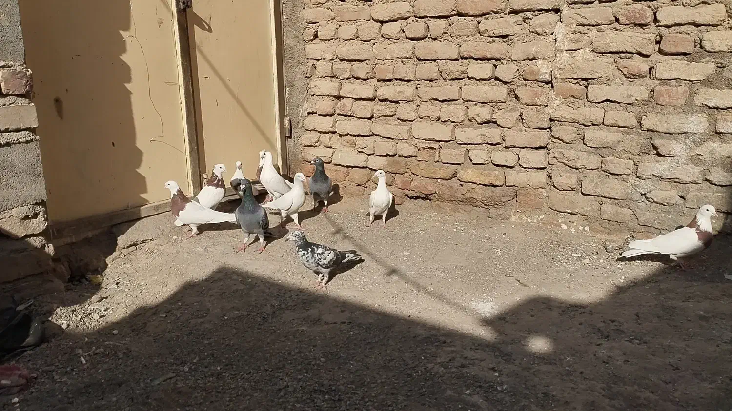 زابل شمار|پرنده|زابل, |دیوار