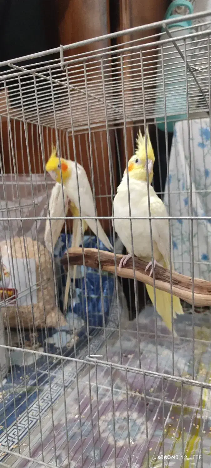 جفت عروس هلندی مولد|پرنده|دزفول, |دیوار