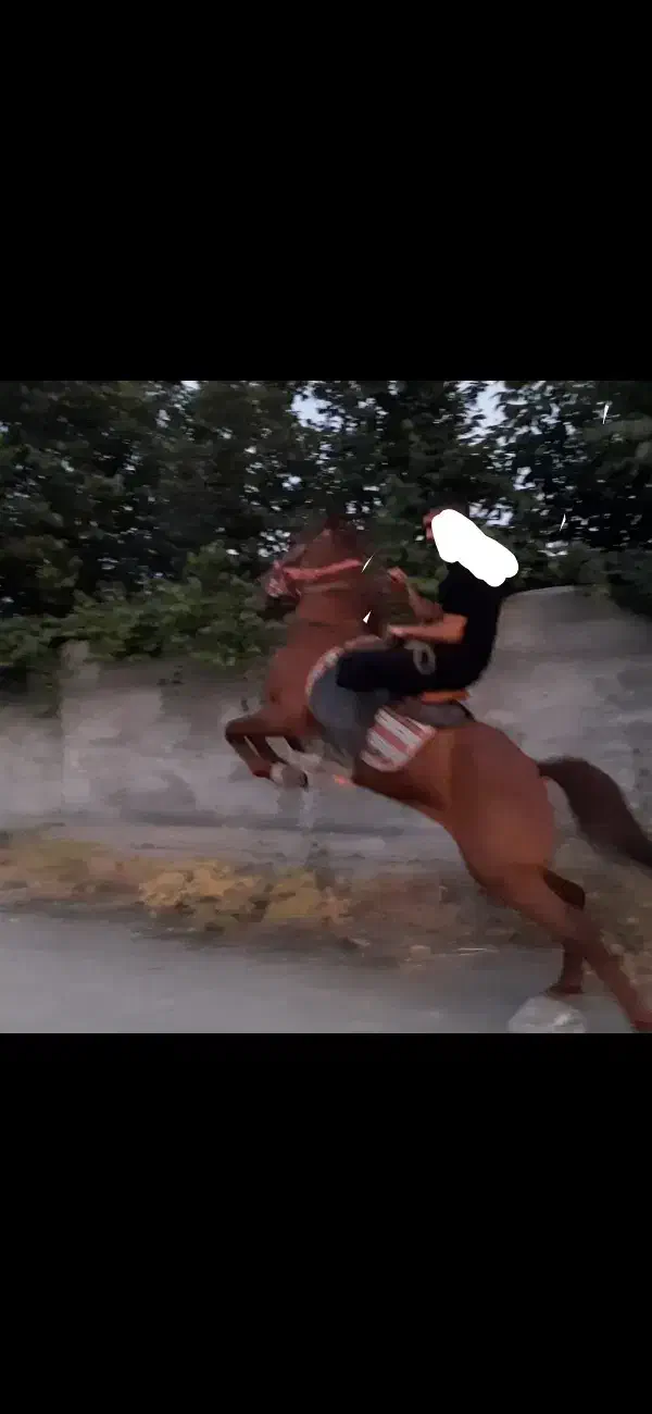 اسب شناسنامه‌دار|اسب و تجهیزات اسب‌سواری|کرمانشاه, |دیوار