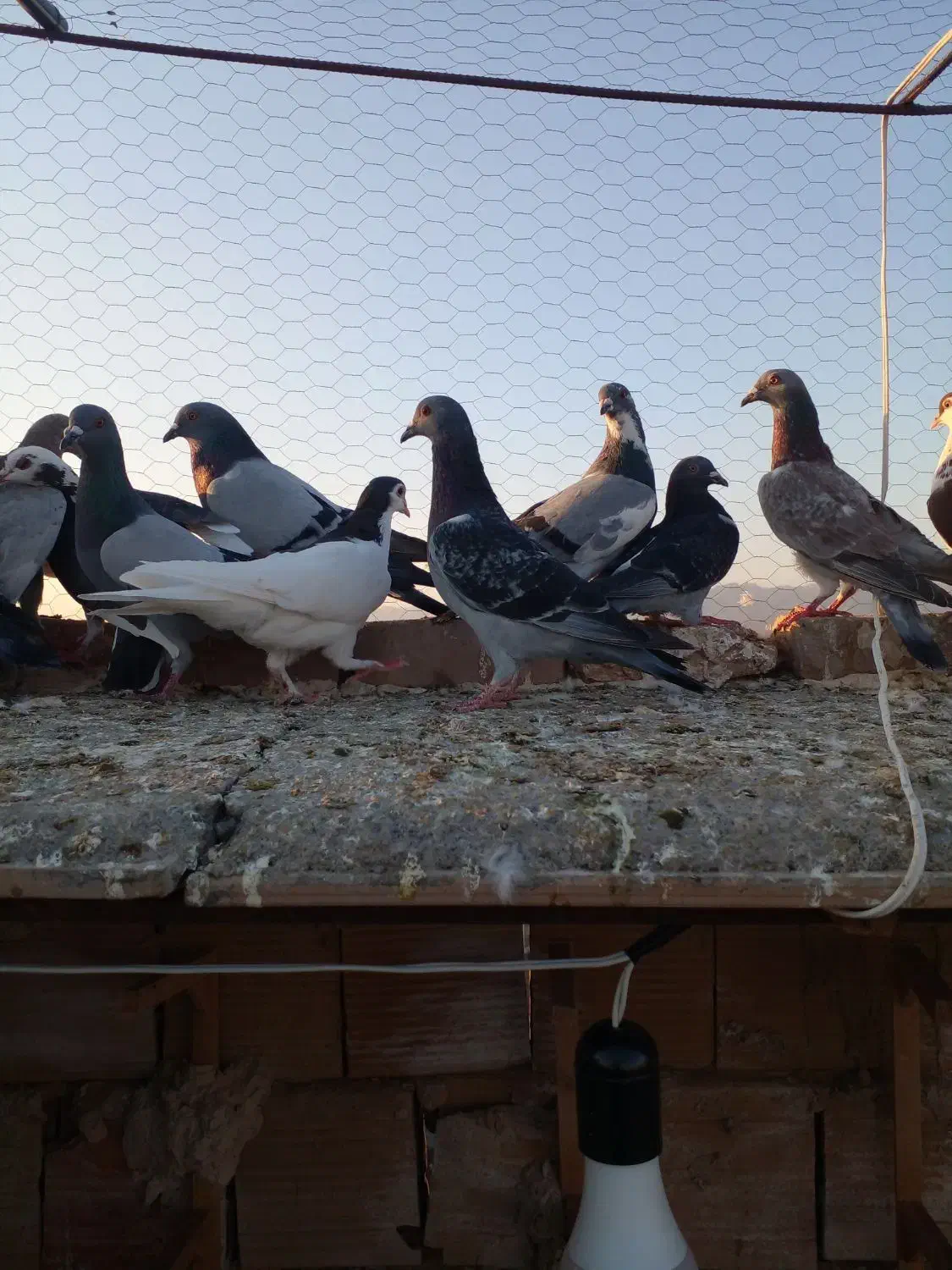 ۴۰تاکفتر هوا|پرنده|کاشمر, |دیوار