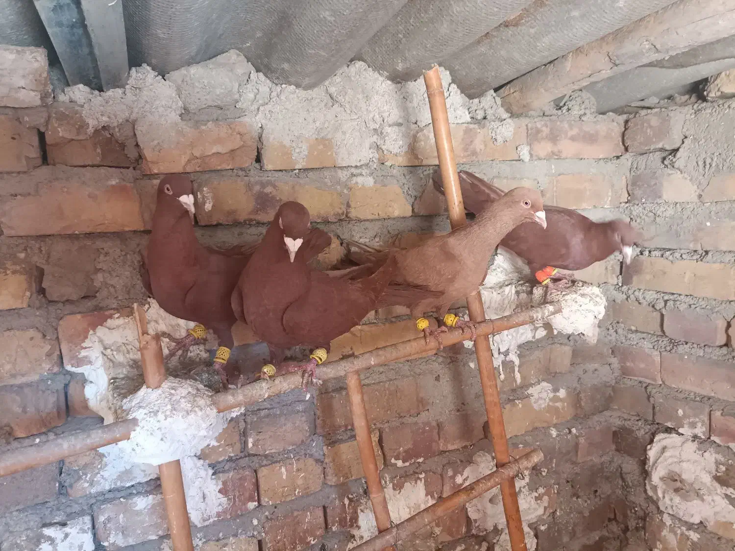 سرخ|پرنده|محمدیه-قزوین, |دیوار