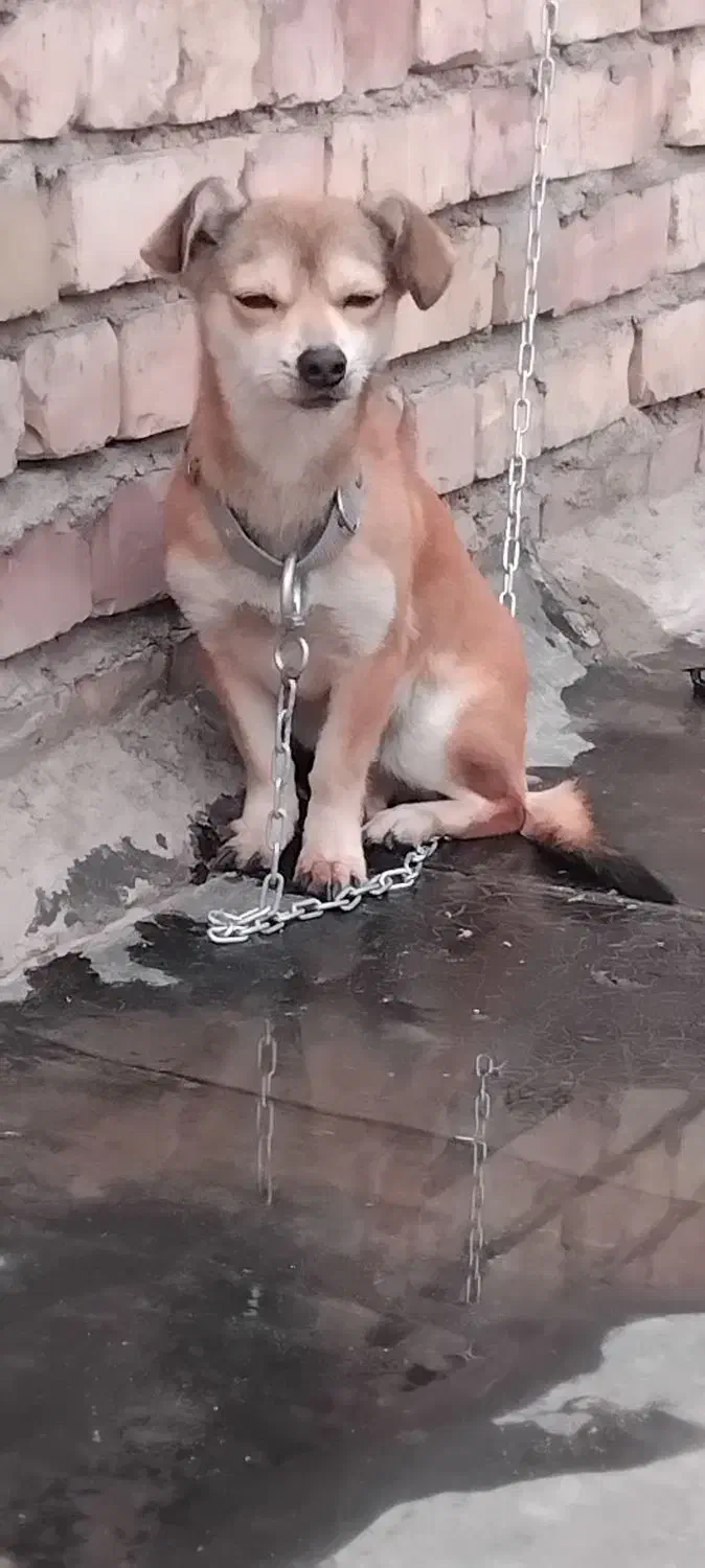 سگ پاکوتاه|سگ|نیشابور, رحیم آباد|دیوار