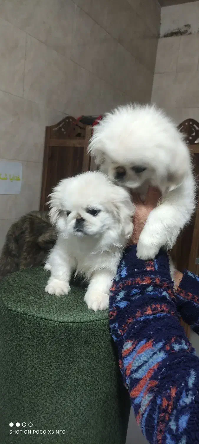 توله سگ پیکینیز امپریال|سگ|چهاردانگه (تهران), |دیوار