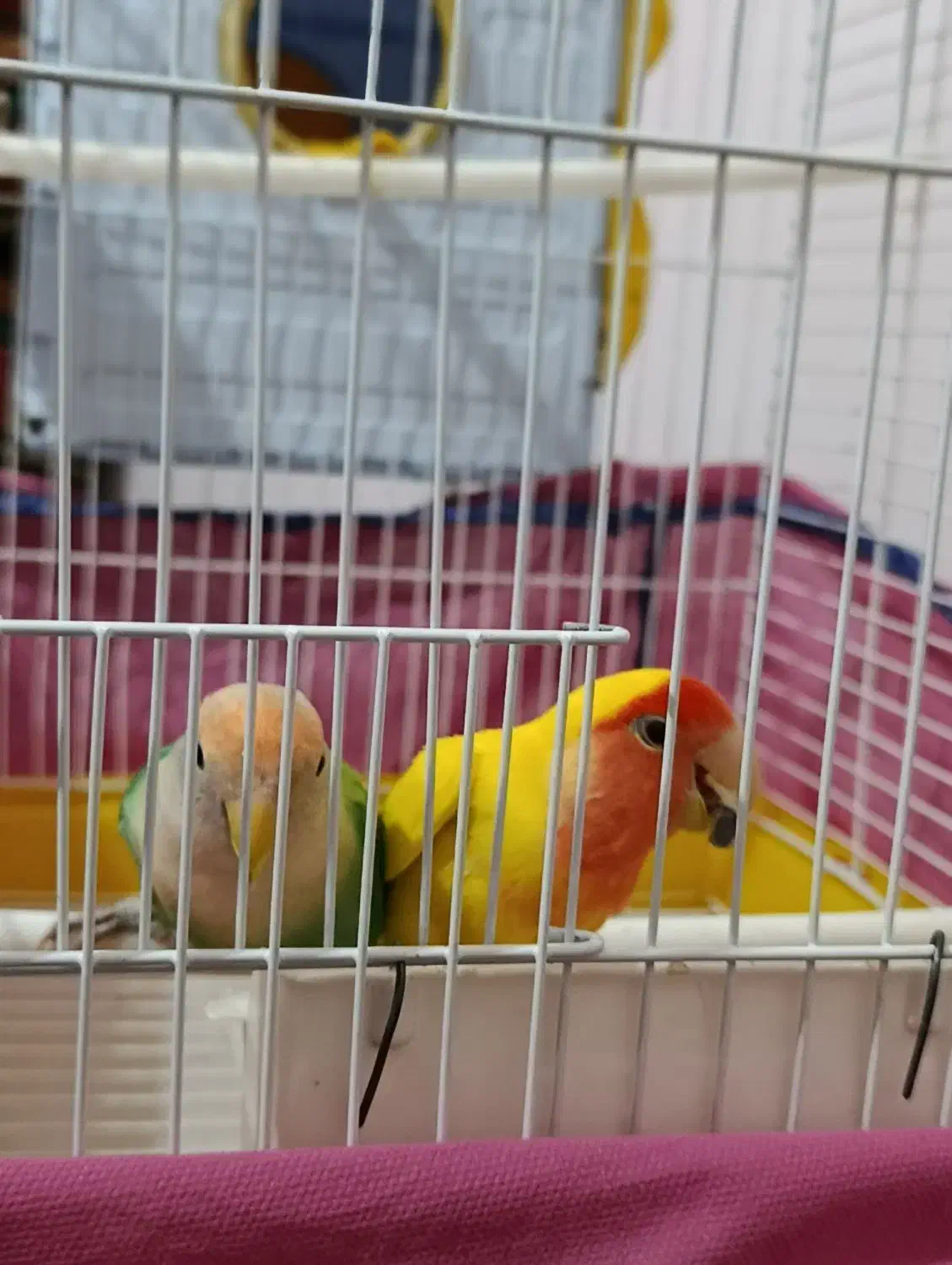 کوتوله برزیلی|پرنده|زنجان, |دیوار