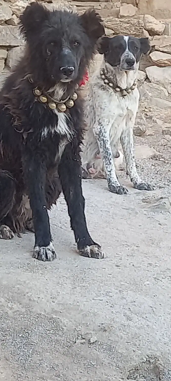 نر قدرجانی .درشت|سگ|اصفهان, پوریای ولی|دیوار