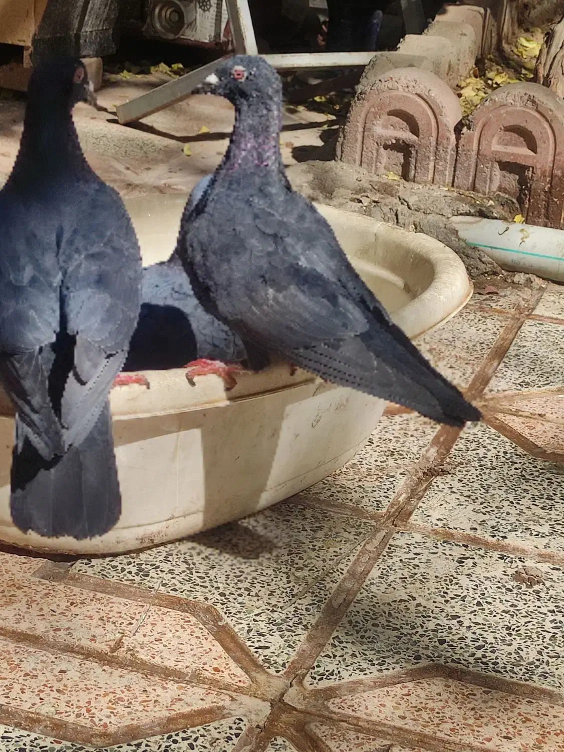 ۳تا نر زاغ ویدونه ماده زرد|پرنده|کرمان, |دیوار