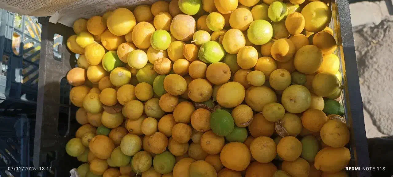 لیمو ترش باابگیری فقط امروز|خوردنی و آشامیدنی|قم, قلعه کامکار|دیوار