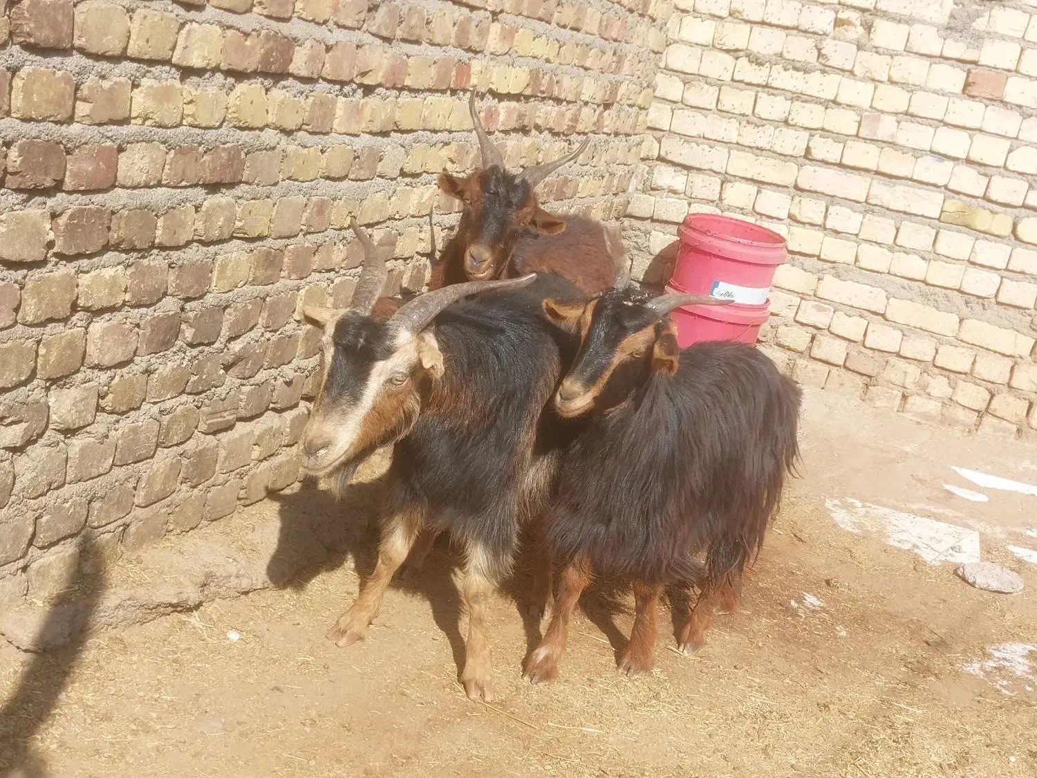 بز بزغاله چاق گوشتی|حیوانات مزرعه|کرج, استاندارد|دیوار