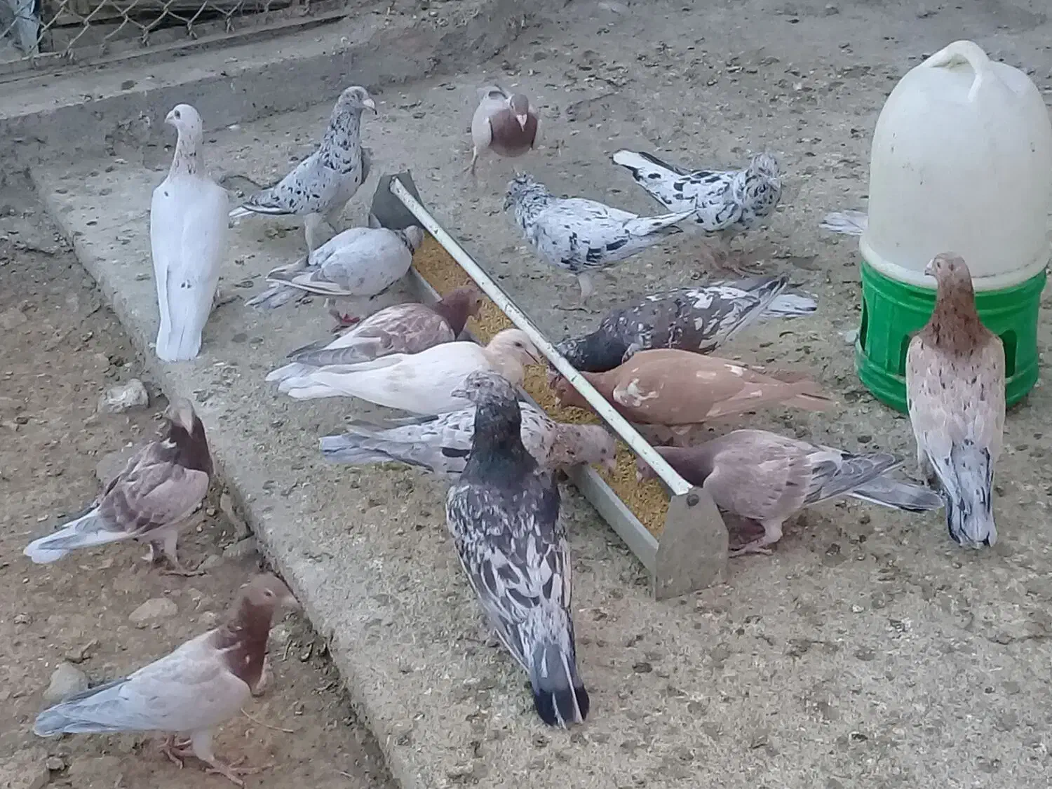 کبوتر نامور|پرنده|قزوین, |دیوار