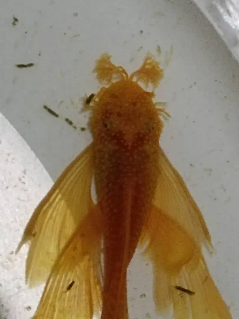 کت پوزه بوته ای. کت فیش|ماهی|شاهین‌شهر, خانه کارگر|دیوار