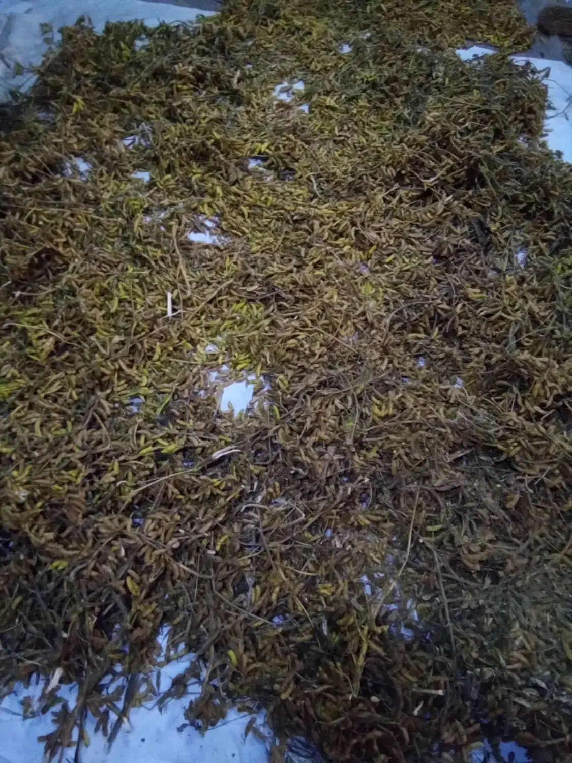 فروش دانه های روغنی برای کوکو،سویا،نخود پشمی|خوردنی و آشامیدنی|ماسال, |دیوار