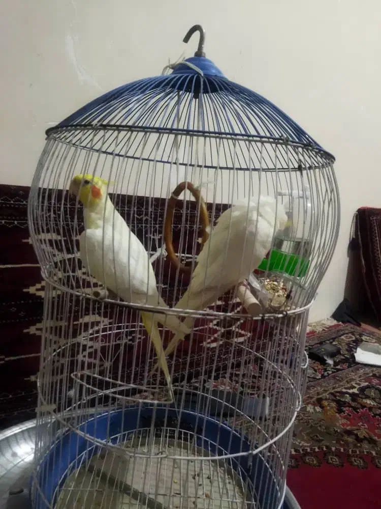 یک جفت عروس هلندی|پرنده|بومهن, |دیوار