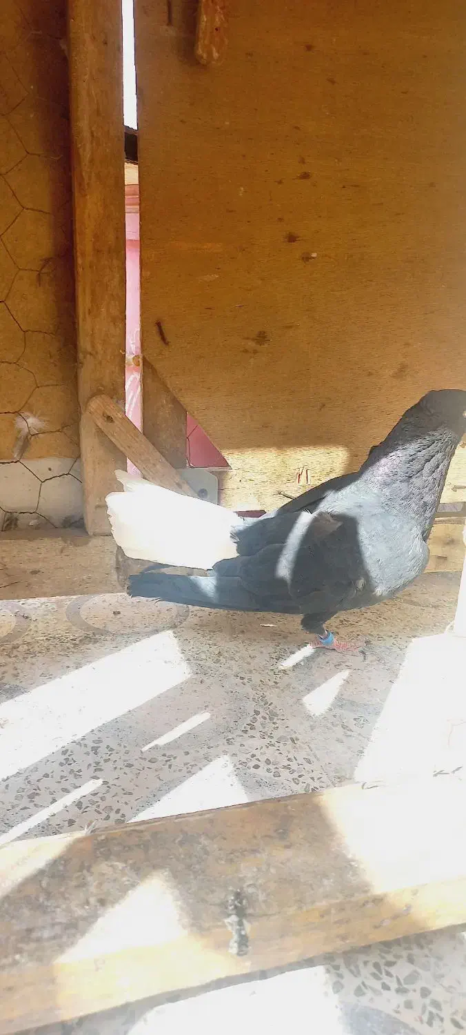 اشعل ماده درجه یک|پرنده|خرمشهر, |دیوار