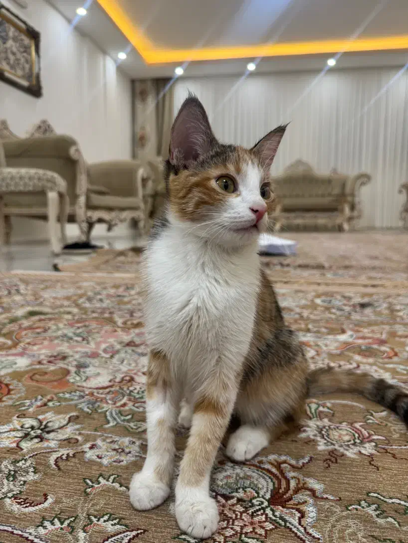 واگذاری ۲ خواهر ماده ۶ ماهه خونگی|گربه|مشهد, جانباز|دیوار