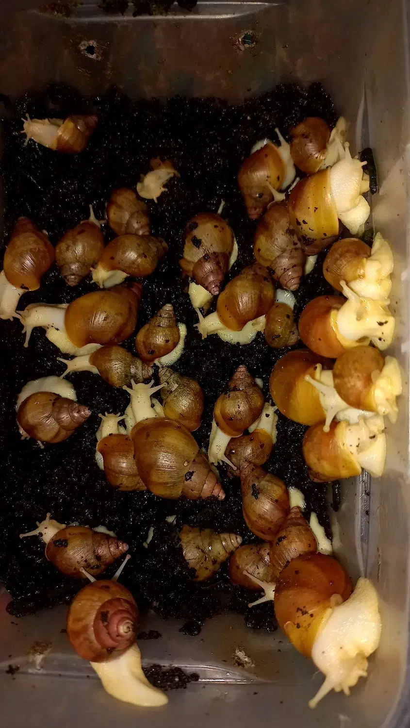 حلزون البینو|خزنده|اصفهان, عمان سامانی|دیوار