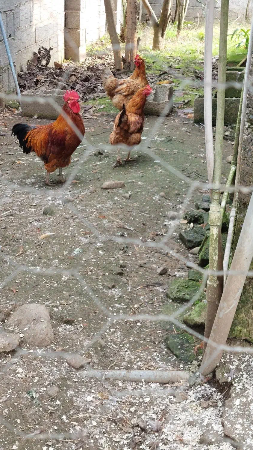 چهار مرغ ویک خروس|حیوانات مزرعه|آستانه اشرفیه, |دیوار