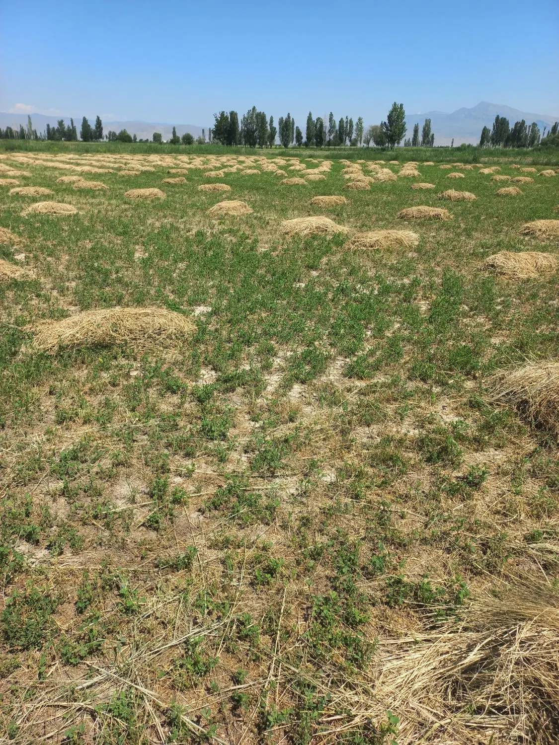 یونجه|خدمات باغبانی و درختکاری|خوی, |دیوار