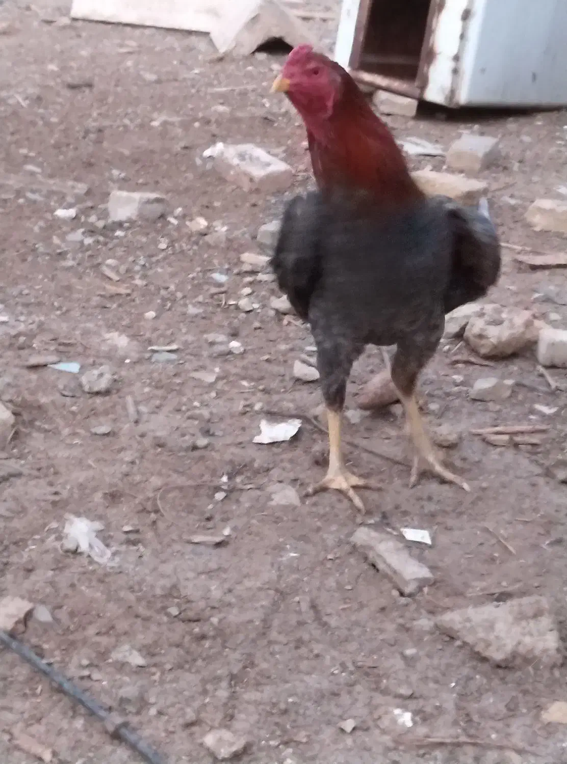 فروش یک عدد خروس لاری|حیوانات مزرعه|صوفیان, |دیوار