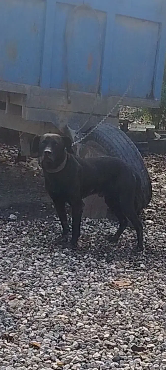 گمشده،|حیوانات|نگین شهر, |دیوار