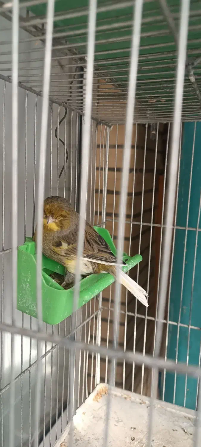 قناری گلاستر|پرنده|شاهین‌شهر, گزبرخوار|دیوار