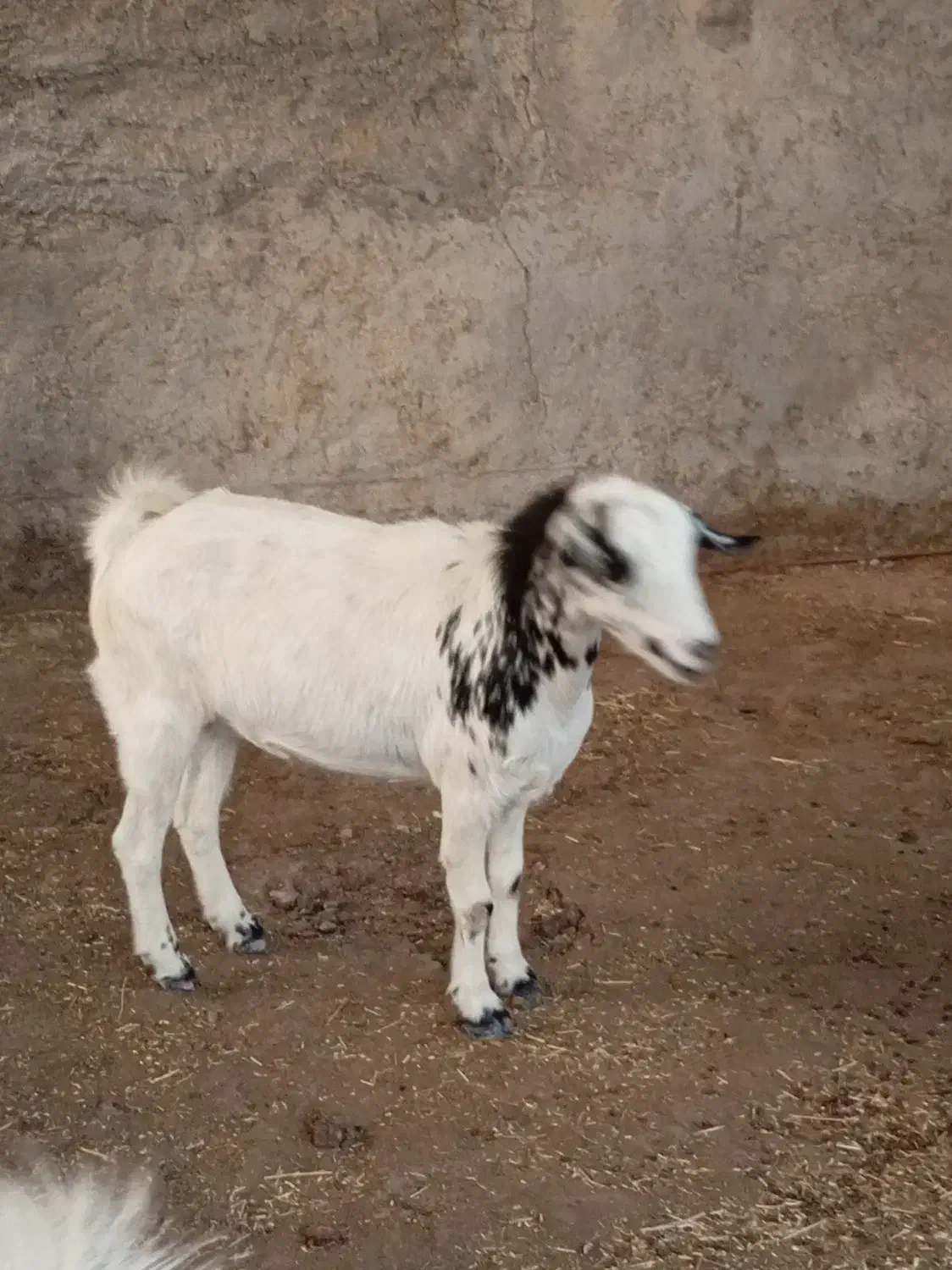 بز صلاله دورگ ابستن|حیوانات مزرعه|سعدآباد, |دیوار