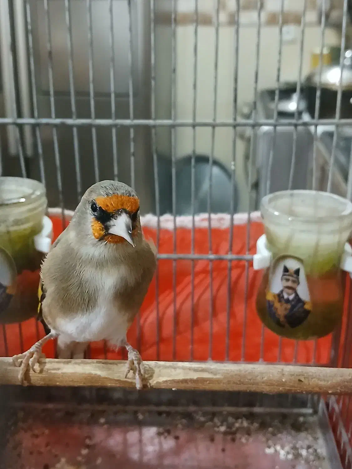 فروش دو عدد سهره|پرنده|شیراز, شهرک امام حسن|دیوار