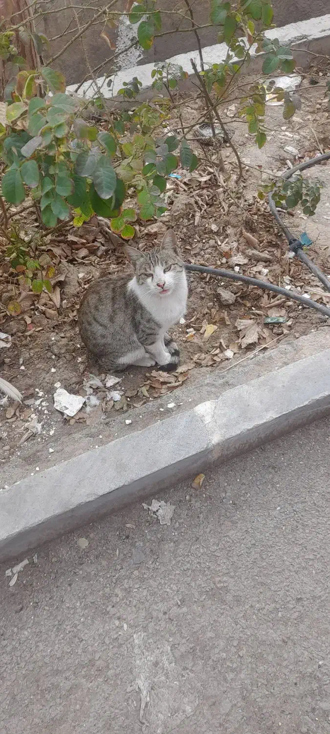 گربه پیدا شده|حیوانات|قم, هفت تیر|دیوار