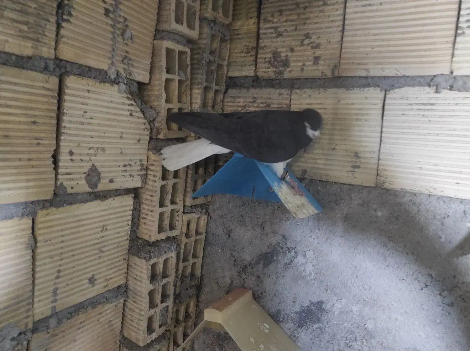 چند عدد کبوتر رنگی به شرط پرش|پرنده|بندر ماهشهر, |دیوار