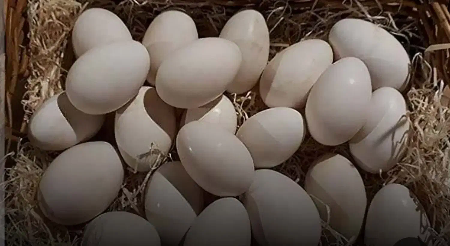 تخم قوغاز لیندای اصل|خوردنی و آشامیدنی|مشگین شهر, |دیوار