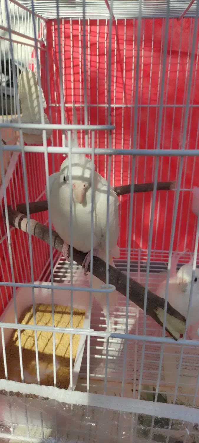 عروس هلندی آلبینو مولد|پرنده|ساری, |دیوار