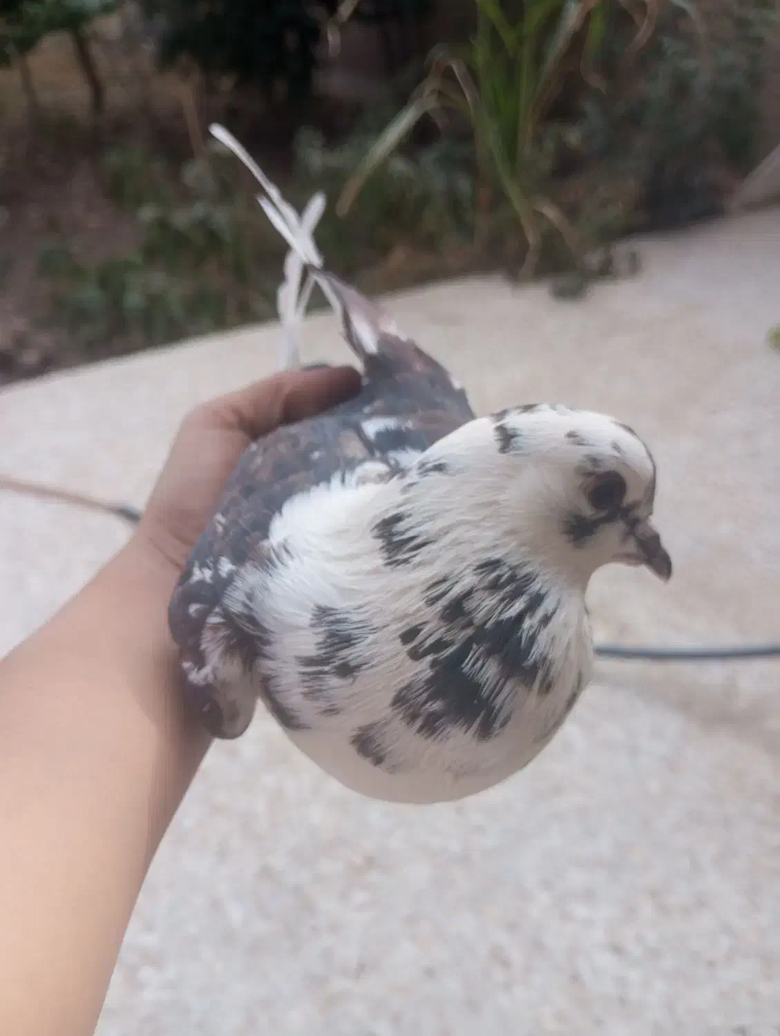 کبوتر|پرنده|بافت, |دیوار