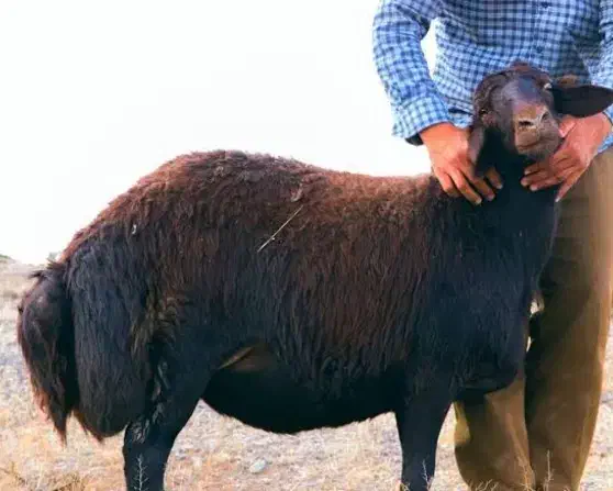 ۱۰ راس گوسفند قزل افشار سیمینتال آبستن از هترو|حیوانات مزرعه|شال, |دیوار