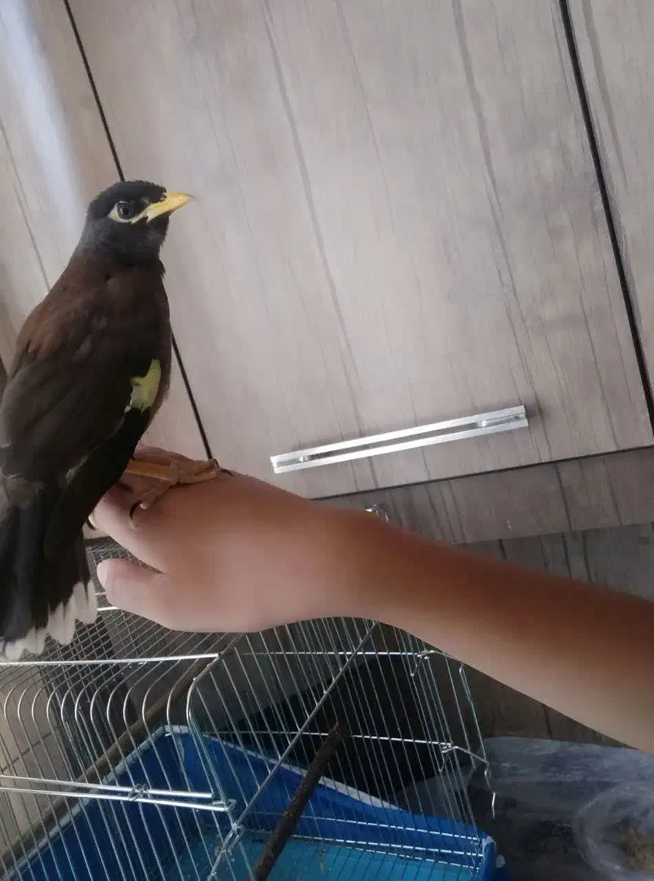 جوجه مرغ مینا|پرنده|فولادشهر, B7|دیوار