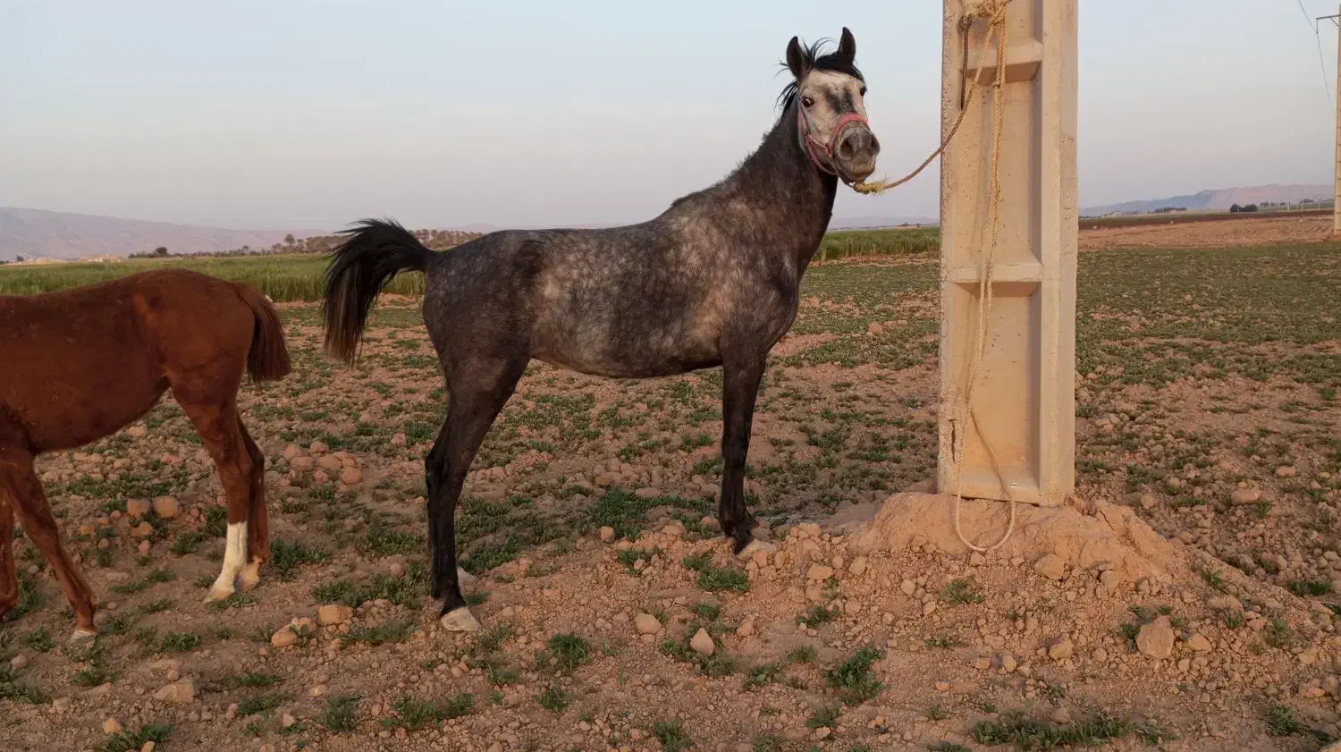 مادیون ترکی|اسب و تجهیزات اسب‌سواری|شیبکوه (فارس), |دیوار