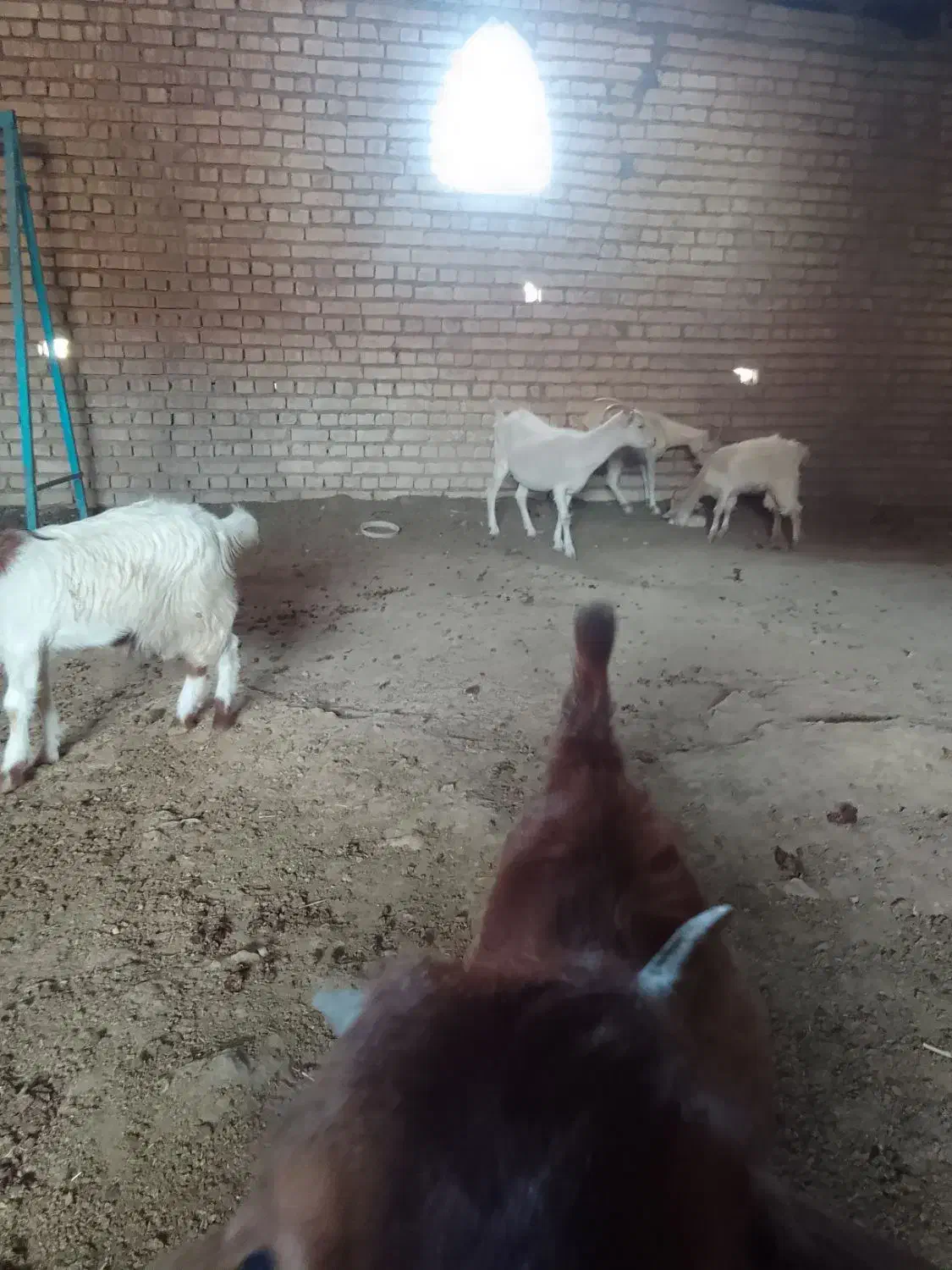 بزغاله ماده آبستن سانن|حیوانات مزرعه|لاران, |دیوار