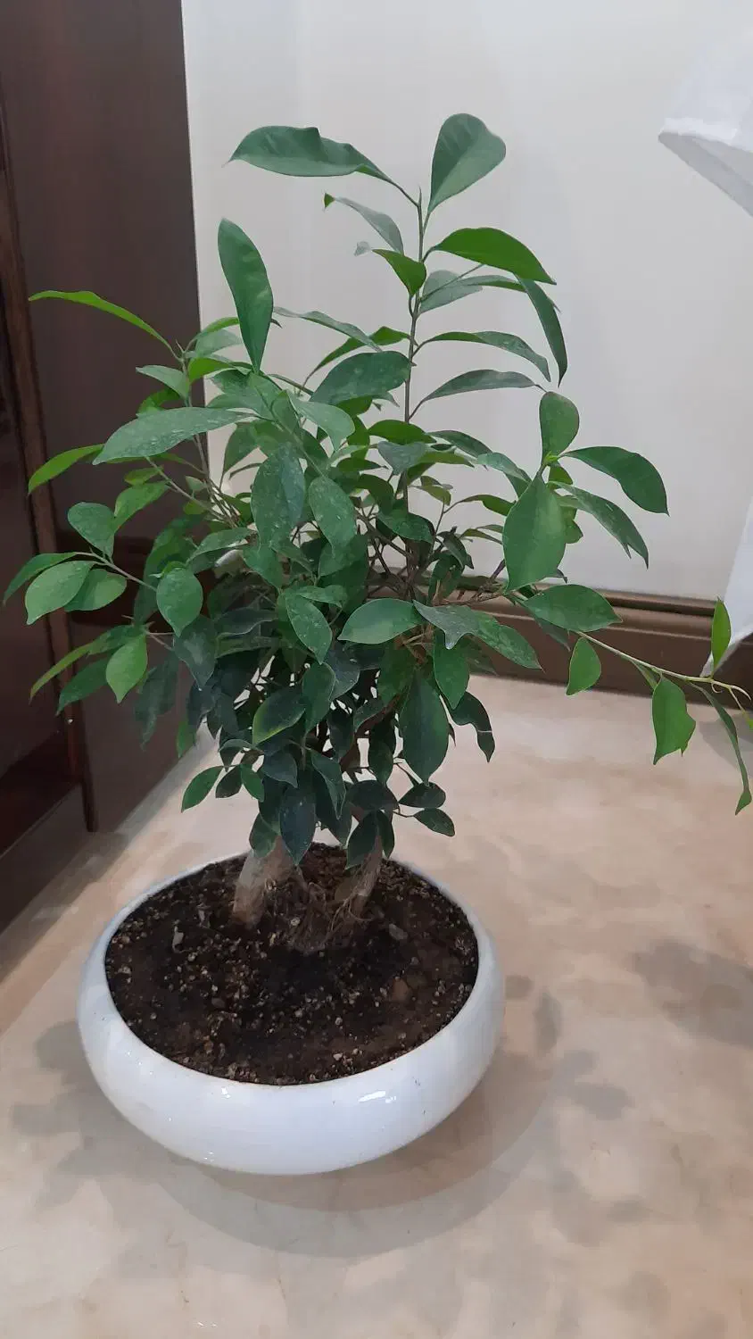 گل گیاه بن سای بنسای فیکوس|گل و گیاه طبیعی|پردیس, فاز ۲|دیوار