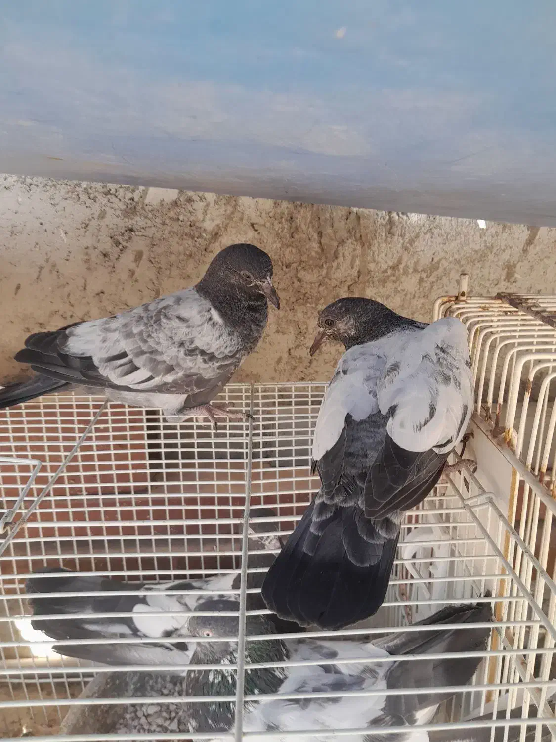 جفت جوجه تیدی ایسین|پرنده|بندرعباس, |دیوار