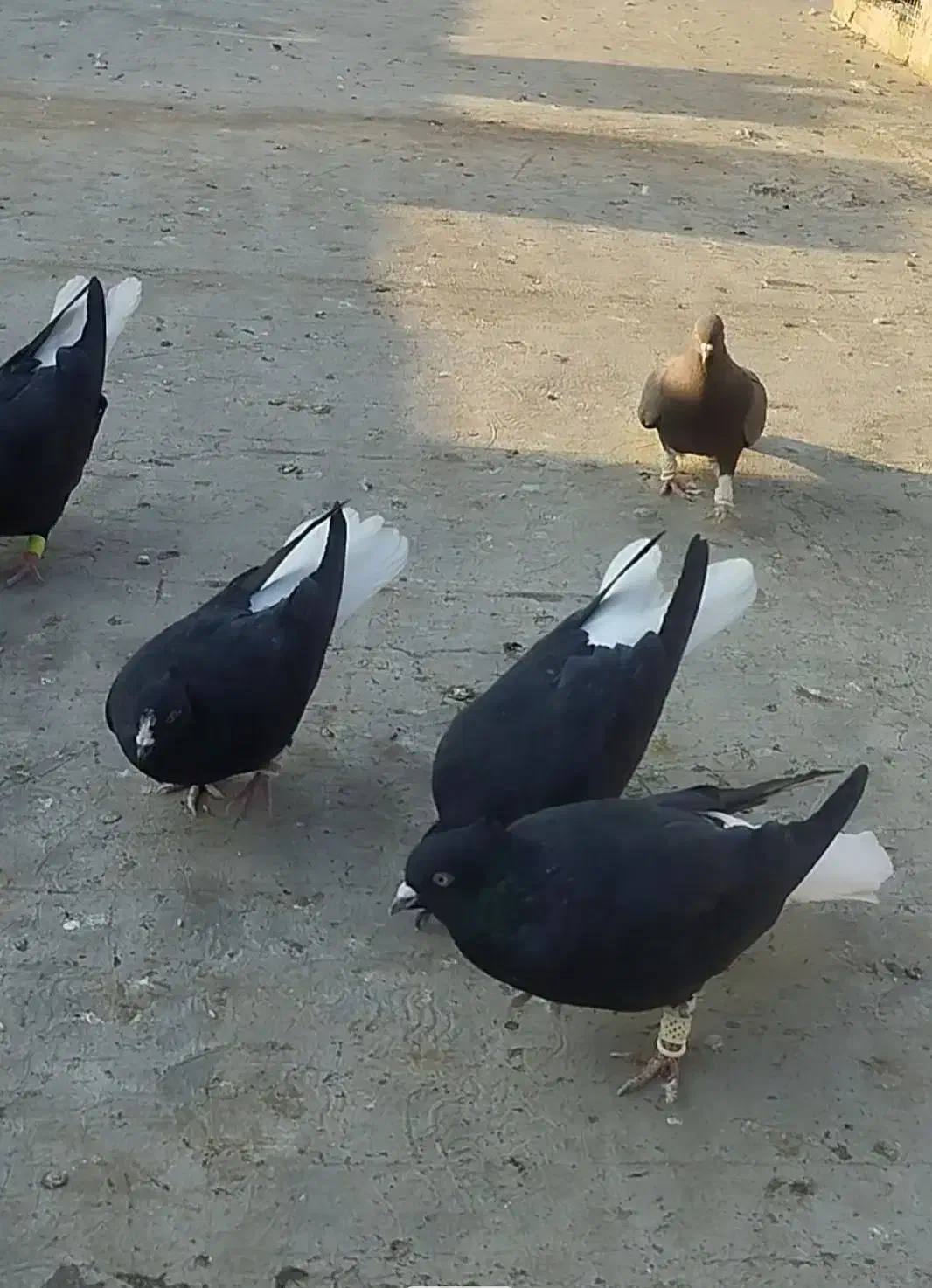 کفتر پرنده|پرنده|قزوین, |دیوار