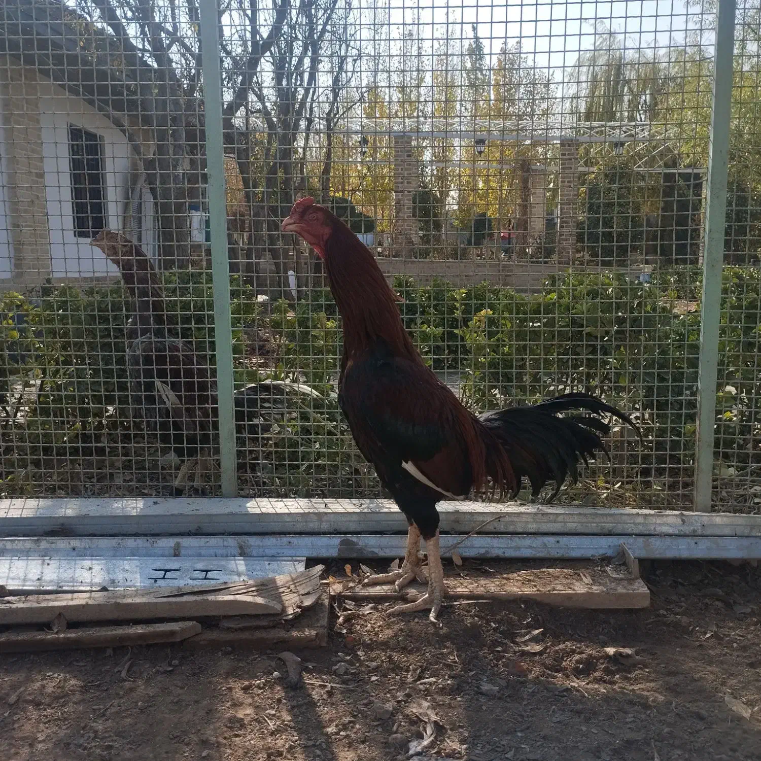 سلام دو عدد خروس لاری|حیوانات مزرعه|هشتگرد, تهران دشت|دیوار