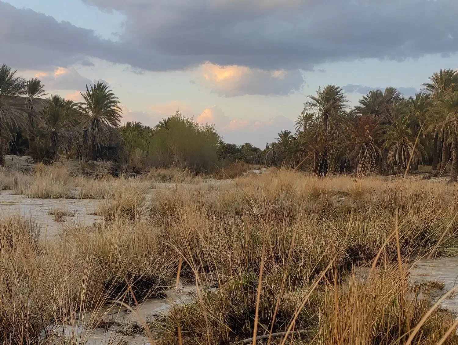 چوب نخل|خدمات باغبانی و درختکاری|هیدوچ, |دیوار