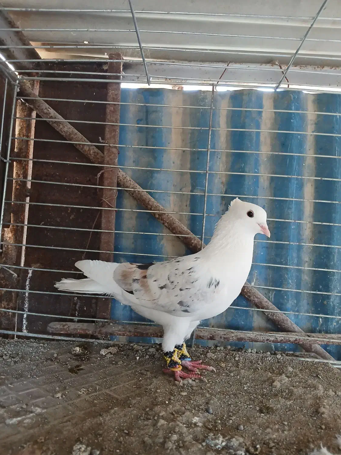 دوکت پلنگ|پرنده|میناب, |دیوار