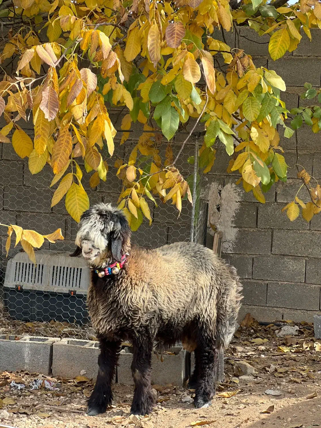 بره بذری خوش نژاد|حیوانات مزرعه|شیراز, گویم|دیوار