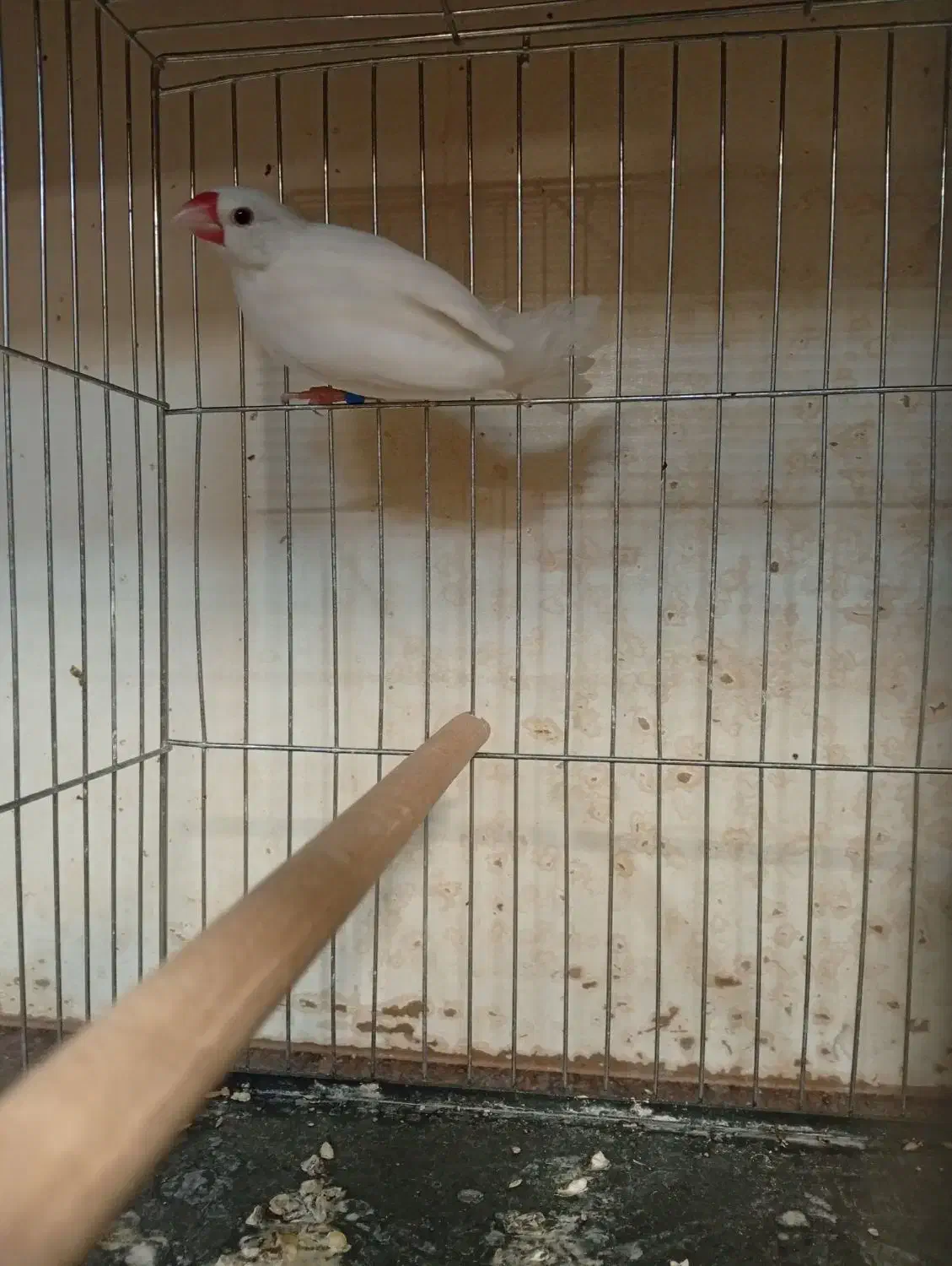 نرگسی ماده بالغ حلقه پا|پرنده|قزوین, |دیوار