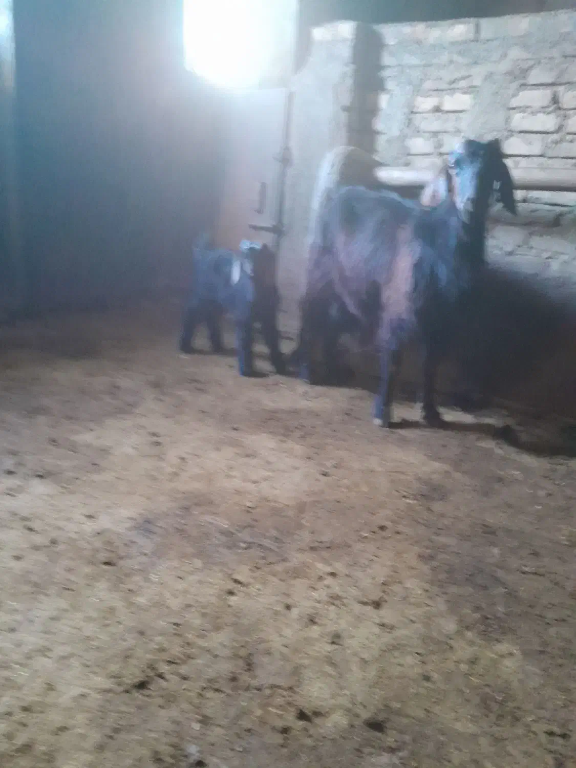 بزوبزغاله|حیوانات مزرعه|صحنه, |دیوار