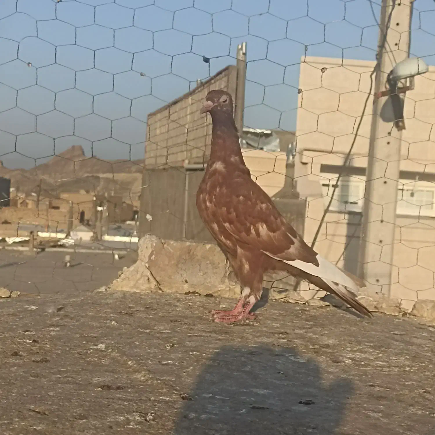 جوجه میناسرخ کاکل|پرنده|زاهدان, |دیوار