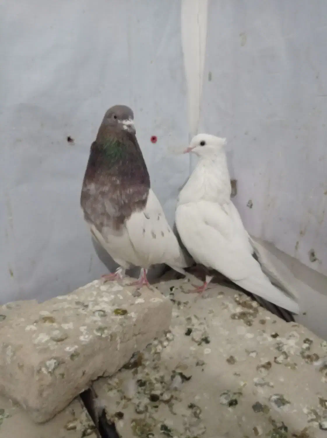 کبوتر|پرنده|رزن, |دیوار